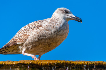 Young Juvenile Seagull Larus Argentatus or the European herring gull on a fountain. It is a large gull up to 65 cm long. One of best known of all gulls along the shores of western Europe.