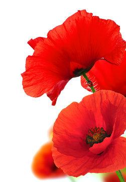 Red Poppy Flowers Over White. Floral Background.