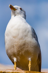 Close-up portrait of white Seagull. The Larus Argentatus or the European herring gull, seagull is a large gull up to 65 cm long. One of best known of all gulls along the shores of western Europe.