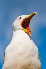 Close-up portrait of white Seagull with wide open yellow beak. The Larus Argentatus or the European...