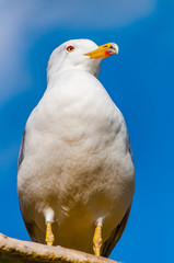 Close-up portrait of white Seagull. The Larus Argentatus or the European herring gull, seagull is a large gull up to 65 cm long. One of best known of all gulls along the shores of western Europe.