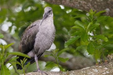 hadeda standing on one leg 