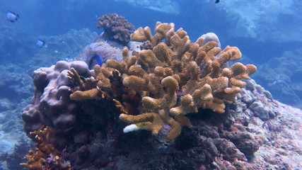 Naklejka na ściany i meble coral