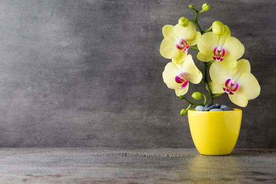 Fototapeta Yellow orchid on the grey background.