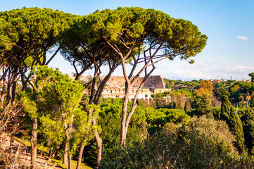 Scenic evergreen park with growing pines, velvet grass lawns and the famous Colosseum or Coliseum also known as the Flavian Amphitheatre on the background in Rome