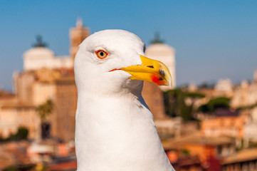 Portrait of white Seagull sitting on the roof. The Larus Argentatus or the European herring gull, seagull is a large gull up to 65 cm long