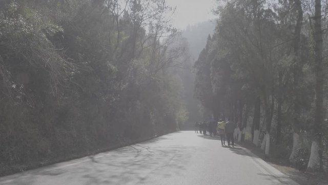 People walking in a forest park