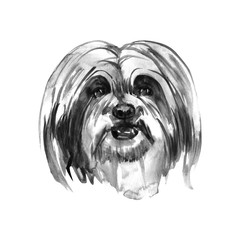 Lhasa apso - hand painted, isolated watercolor dog