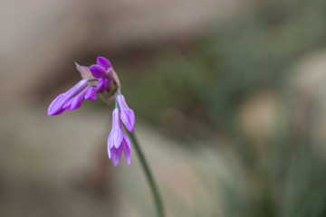 close up of purple chive flower 