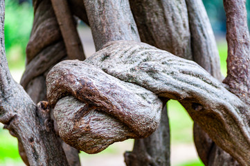 Interesting twisted shapes, patterns of a growing tree branches