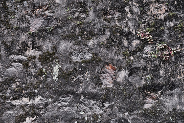 Old grey wall with leaves. Close up. Background. Sri Lanka