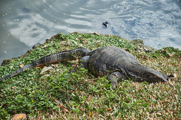 The big lizard sleeps on the bank of the lake.