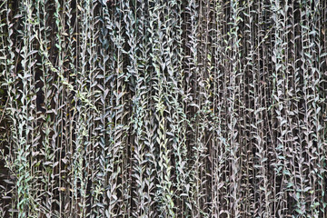 Old brick wall with green leaves. Texture. Sri-Lanka. 