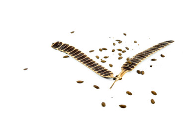 Seed Golden shower Close up