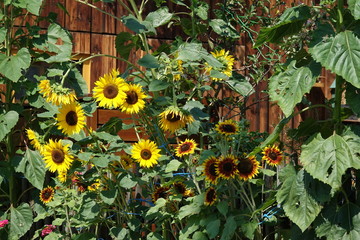 Blumengarten an einem Haus