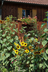 Blumengarten an einem Haus