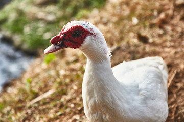 Duck on the lake. Kandy. Sri-Lanka