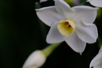 spring daffodil flower