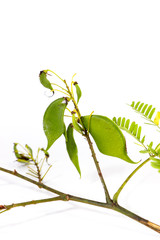 Flower Sappan tree Close up