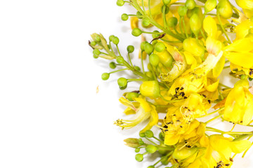 Obraz premium Flower Sappan tree Close up