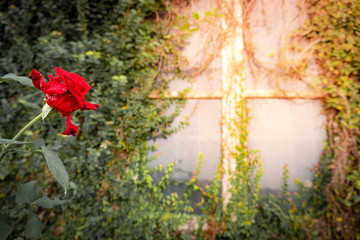 Full bloom red rose flower near abandoned wall and window with climbing plant, green ivy or vine plant covering. Natural pattern on the building. Retro style background.