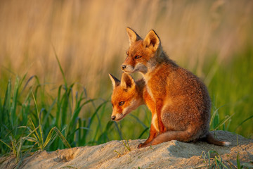 Red fox, vulpes vulpes, small young cubs near den curiously watching around. Cute little wild predators in natural environment. Brotherhood of animals in wilderness.