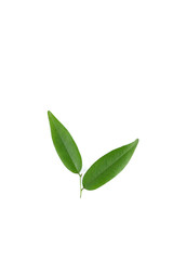Leaf Ebony tree Close up
