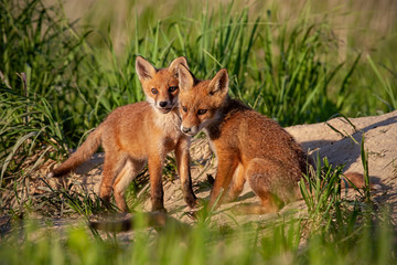 Naklejka na ściany i meble Red fox, vulpes vulpes, small young cubs near den playing. Cute little wild predators in natural environment. Brotherhood of animals in wilderness.