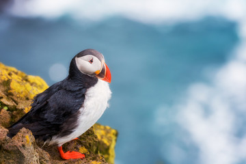 Atlantic puffin single bird on the stone against the ocean background, animals in the wild