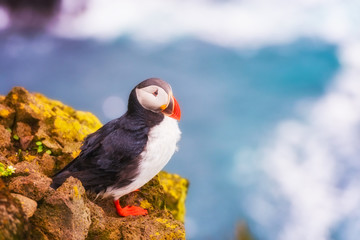 Atlantic puffin single bird on the stone against the ocean background, animals in the wild