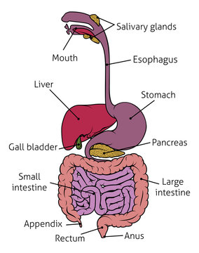 Digestive System Diagram Stock Illustrations  6006 Digestive System  Diagram Stock Illustrations Vectors  Clipart  Dreamstime