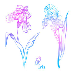 Iris Flowers. Isolated  illustration.  Color iris flowers sketch. 