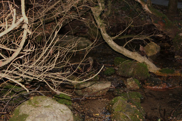 Dense Forest next to the Agios Nikolaos Park Naousa Greece