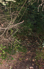 Obraz premium Dense Forest next to the Agios Nikolaos Park Naousa Greece