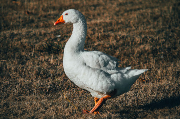 Goose