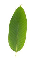 Leaf Yang na Close up © likit