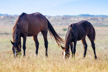 Alberese (Gr), Italy, horses grazing in the maremma country, Italy