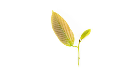 Leaf Yang na Close up