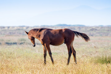 Alberese (Gr), Italy, horse grazing in the maremma country, Italy