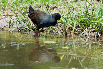 Râle à bec jaune,.Amaurornis flavirostra, Black Crake