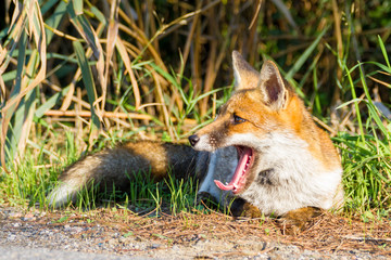 Alberese (Gr), Italy, fox close up in the maremma country, Italy