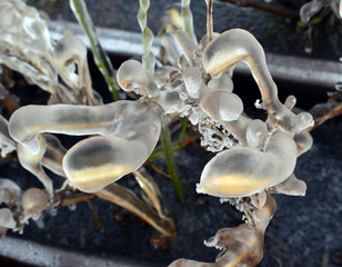 Frozen seeds of flower