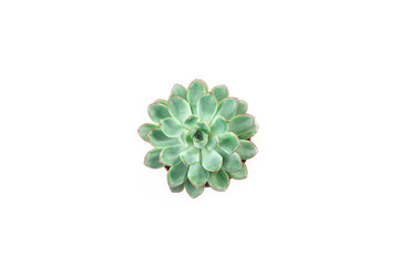 Beautiful green succulent isolated on white background. Flat lay, top view. Concept of gift for Valentine's day, birthday, 8 March. Copy space.