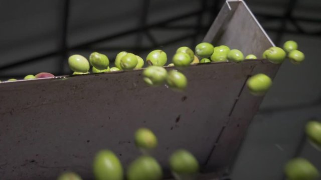 Olives falling in the crusher in Olive Oil mill. South of Italy- slow motion