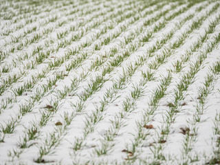 field in winter snow covered with green plants background picture