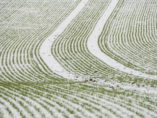 Fototapeta na wymiar field in winter snow covered with green plants background picture