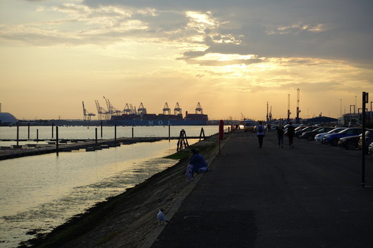 sunset harbor sunsety