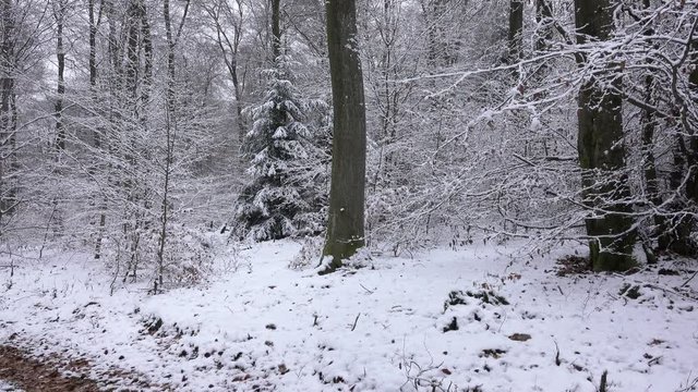 Snow covered forest in winter, Serrig, Saar Valley, Rhineland-Palatinate, Germany, Europe