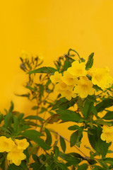 Yellow flower on yellow background.
