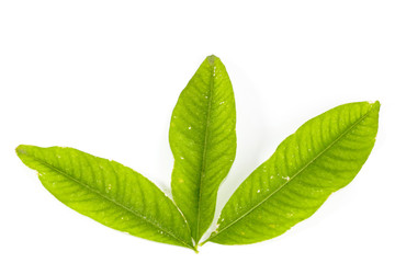 Fototapeta premium Leaf Soap Nut Tree Close up